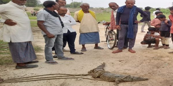 पोखरे में मिला पांच फीट लंबा मगरमच्छ, ग्रामीणों ने पकड़कर वन विभाग को सौंपा