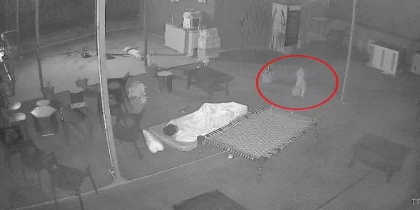 पहले कुत्ते का किया शिकार, फिर होटल की छत पर सो रहे कर्मचारी के पास पहुंचा लेपर्ड, सूझबूझ से बची जान