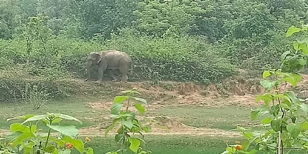 अनूपपुर: हाथियों ने तोड़े 6 घर, 8 दिन से एक ही जंगल में कर रहें विचरण, रात में कुछ देर रुका यातायात