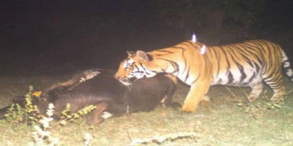 इंद्रावती टाइगर रिजर्व में पांच बाघों के शिकार से हड़कंप, ट्रैप कैमरों का दो महीने का डेटा गायब