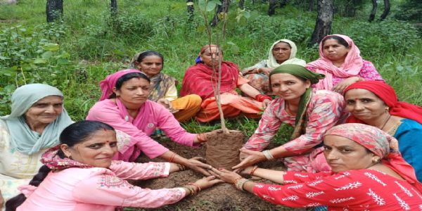 राजीव गांधी वन संवर्धन योजना ग्रामीण महिला व युवक मंडलों के लिए आजीविका के खुले नए द्वार