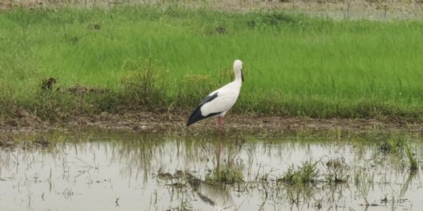 रासायनिक खाद और कीटनाशकों के बढ़ते इस्तेमाल से संकट में 