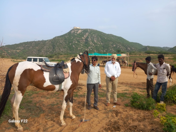 Pushkar Fair 2026: Equestrian tourism will give Pushkar new wings. Pushkar Fair 2026: Equestrian tourism will give Pushkar new wings.