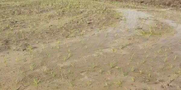 अनूपपुर: जिले मानसून की रफ्तार पड़ी धीमी, किसानों को रोपाई के लिए बारिश का इंतजार
