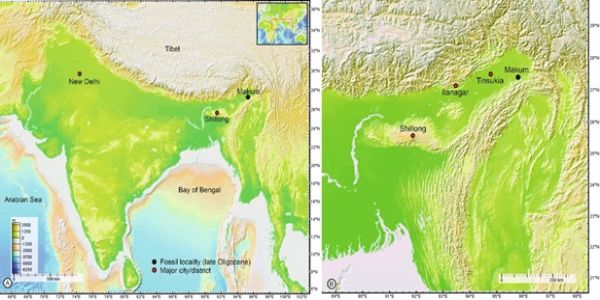 केवड़ा का पौधा इंसानों से भी करोड़ों साल पुराना, असम में मिले 2.4 करोड़ साल पुराने जीवाश्म