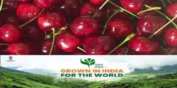 प्रीमियम अरेको चेरी के फोटो का प्रतीकात्मक चित्र प्रीमियम अरेको चेरी के फोटो का प्रतीकात्मक चित्र
