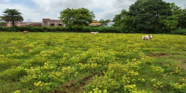 देवघर में मानसून की बेरुखी से किसान बेहाल