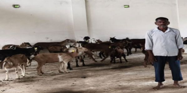 सरकारी योजना ने बदली तकदीर : बकरी पालन से आत्मनिर्भर बने अश्वनी ध्रुव