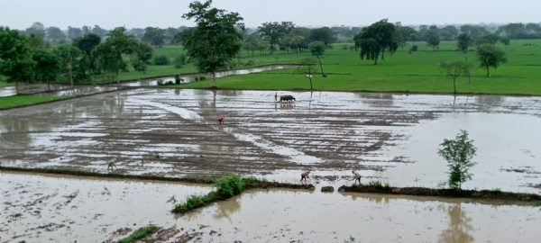 मानसून की बौछारों के बीच खेत में धान की रोपाई करते हुए मजदूर। मानसून की बौछारों के बीच खेत में धान की रोपाई करते हुए मजदूर।