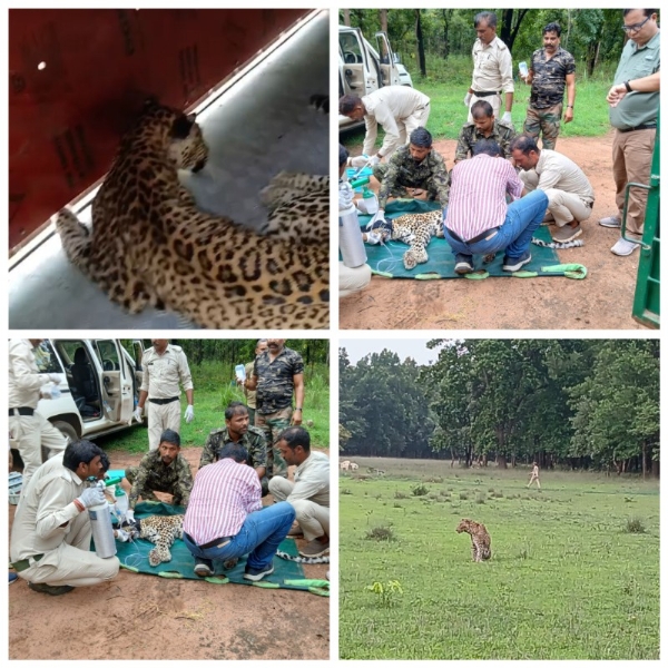 बांधवगढ़ टाइगर रिजर्व में कमजोर तेंदुए का रेस्क्यू कर किया जा रहा इलाज बांधवगढ़ टाइगर रिजर्व में कमजोर तेंदुए का रेस्क्यू कर किया जा रहा इलाज