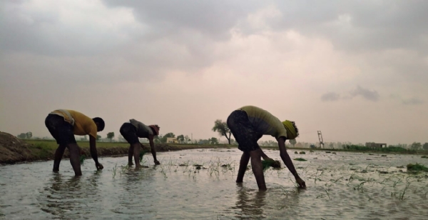 खेत में धान रोपाई करते हुए मजदूर। खेत में धान रोपाई करते हुए मजदूर।