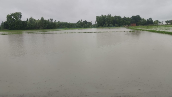 जलमग्न फसल जलमग्न फसल