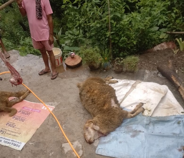 फोटोः बिमला की गोशाला में तेंदुए का शिकार हुई भेड़ें। फोटोः बिमला की गोशाला में तेंदुए का शिकार हुई भेड़ें।