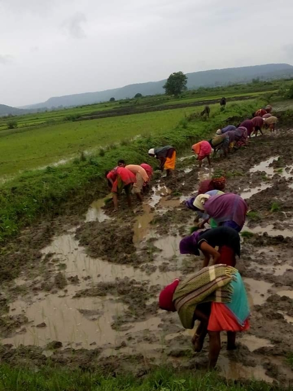 खेताे में धान की राेपाई करते किसान खेताे में धान की राेपाई करते किसान