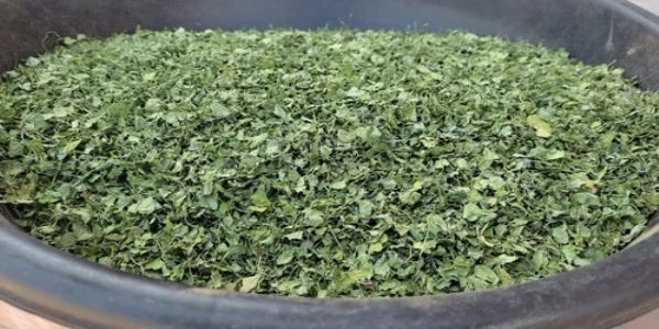 नागौर की विश्व प्रसिद्ध पान मेथी को जल्द जीआई टैग मिलने की उम्मीद,