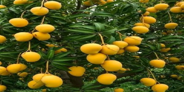दशहरी और लंगड़ा आम दशहरी और लंगड़ा आम