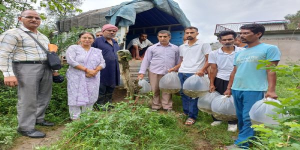रत्ती खड्ड में किया गया अमूर कार्प मत्स्य अंगुलिकाओं का संचयन