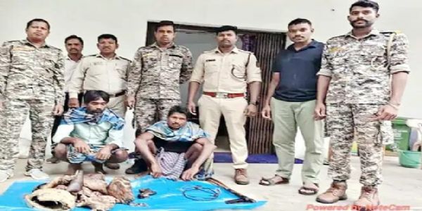 जंगली सुअर के शिकार के दो मामलों में तीन ग्रामीण गिरफ्तार, वन विभाग की कार्रवाई