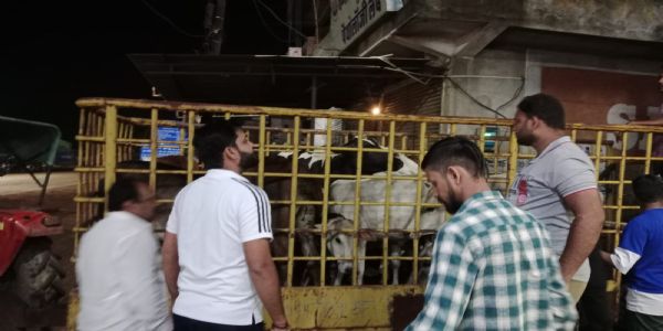 सड़कों से हटेंगे बेसहारा मवेशी, निगम ने 18 मवेशियों को अर्जुनी गौठान भेजा