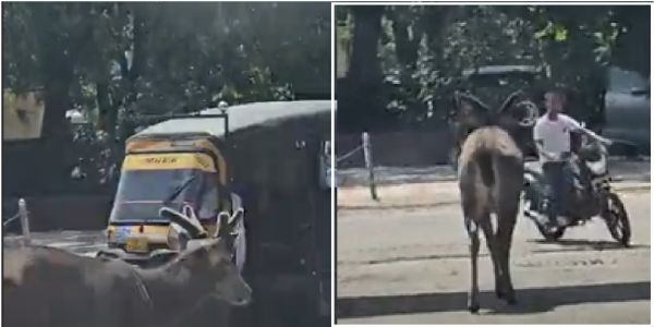 जंगल से निकला हिरण पहुंचा बाजार