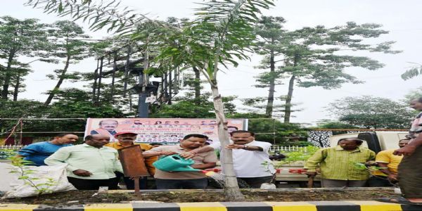 एक पेड़ मां के नाम अभियान:कोरबा में सीएसईबी चौक से शारदा विहार तक हुआ सघन वृक्षारोपण