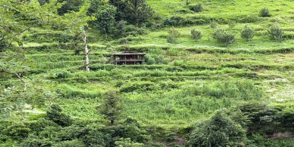 शिमला के डोडरा क्वार में अवैध भांग की खेती का पर्दाफाश, 2,860 पौधे मिले, दो मामले दर्ज