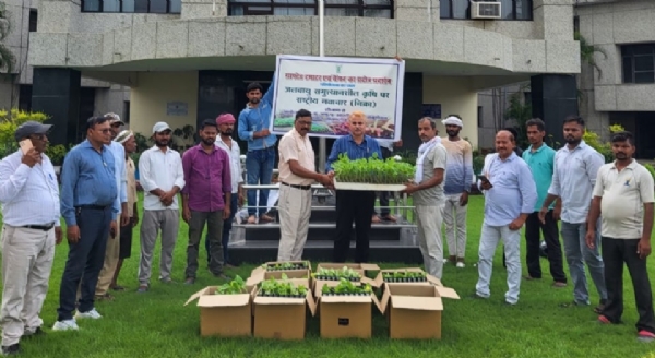 किसानों को ग्राफ्टेड बैंगन के पौधों का वितरण करते संस्थान के अधिकारी।