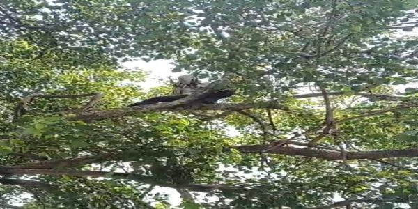 न्याय न मिलने पर आहत युवक तहसील परिसर में लगे पीपल के पेड़ पर चढ़कर दी आत्महत्या की धमकी