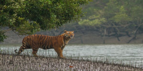 सुंदरबन की 1,600 हेक्टेयर अतिक्रमित वनभूमि पर फिर उगेंगे मैंग्रोव, अवैध मछली भेरियों पर कार्रवाई शुरू