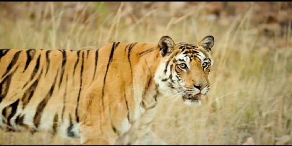 भारत बाघ संरक्षण में दुनिया का नंबर-1, देश में 3,682 बाघ