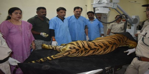 मप्रः खिवनी अभयारण्य से लाए गए घायल बाघ युवराज का भोपाल के राष्ट्रीय उद्यान वन विहार में हो रहा उपचार