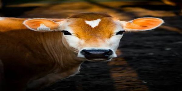 याेगी सरकार की पहल पर कानपुर में संवर रही 