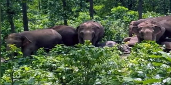 बोकारो में 04 नए हाथी कॉरिडोर किए गए चिन्हित