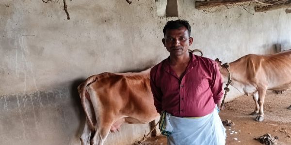 सूरजपुर : कृत्रिम गर्भाधान से बढ़ा दूध उत्पादन, बदली पशुपालक की जिंदगी