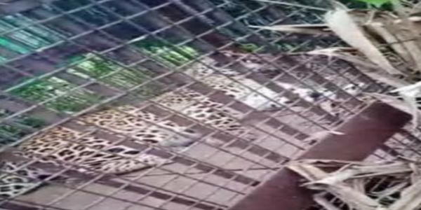 बिजनौर : पिंजरे में कैद हुआ गुलदार, ग्रामीणों ने ले ली राहत की सांस