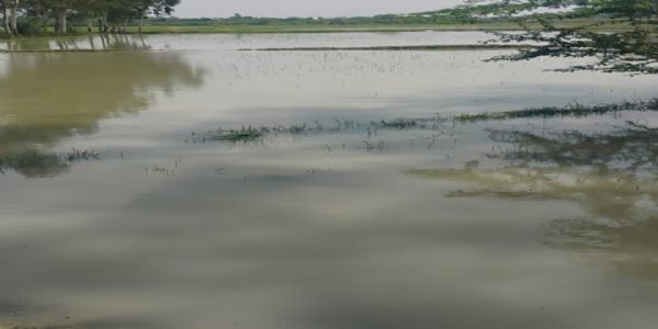 नहर पटरी कटने से सैकड़ों बीघा धान की फसल जलमग्न, किसानाें ने मुआवजा मांगा
