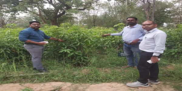कोरबा में शासकीय उद्यान रोपणी पटियापाली का औचक निरीक्षण, नर्सरी प्रबंधन सुधारने दिए निर्देश