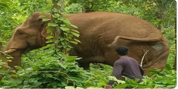 घटते जंगल और सिमटते हाथी गलियारे बढ़ा रहे मानव-हाथी संघर्ष