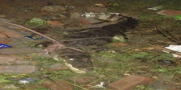 उरई : तालाब के पास निकला मगरमच्छ, ग्रामीणों ने कड़ी मशक्कत के बाद पकड़कर वन विभाग को सौंपा