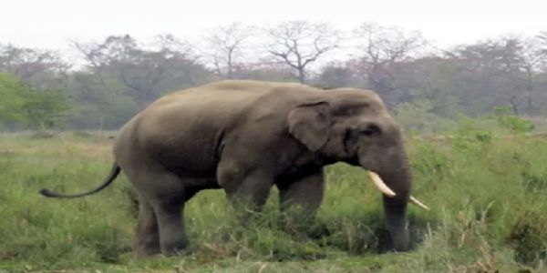 नेपाल में हाथी ने ली मां बेटे की जान, अब तक 25 लोगों को उतार चुका है मौत के घाट
