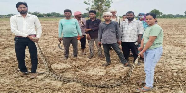 खेत में मिला 10 फीट लंबा अजगर, वन विभाग ने किया रेस्क्यू