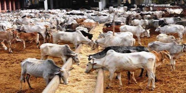 कानपुर मंडल में 1.19 लाख से ज्यादा बेघर गोवंश को मिला सहारा