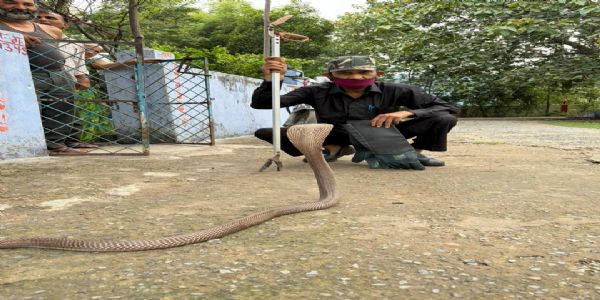 बारिश के बीच बालको सेक्टर-6 के मकान में निकला चार फीट लंबा कोबरा,सुरक्षित रेस्क्यू