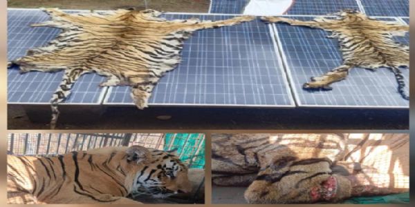 अवैध शिकार के बाद तस्करी मामलें में पासेवाड़ा रेंजर, डिप्टी रेंजर व फॉरेस्ट गार्ड निलंबित