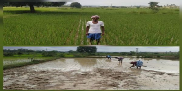 खगपति ने पारंपरिक कृषि छोड़ नई तकनीक अपनाकर दोगुनी की अपनी आय