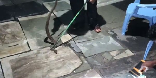 भेड़ाघाट के मार्बल गोदाम में 13 घंटे तक डटा रहा रसल वाइपर, सुरक्षित रेस्क्यू से टला बड़ा हादसा