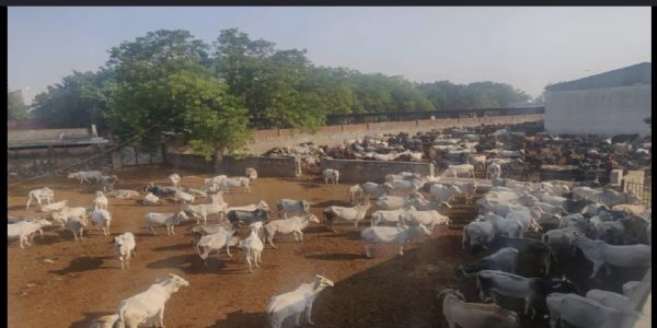 पिंजरापोल गौशाला हादसा: 7 दिन में रिपोर्ट देगी उच्चस्तरीय जांच समिति