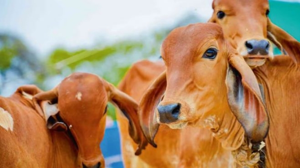 गो संरक्षण गो संरक्षण