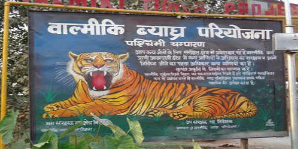 वाल्मीकि व्याघ्र परियोजना: बाघों की बढ़ती संख्या के साथ बढ़ रहा मानव-वन्यजीव संघर्ष