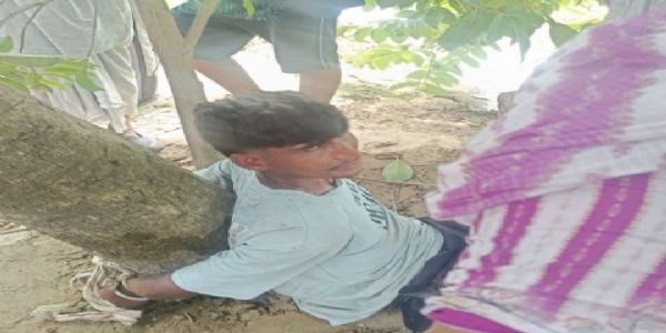 कैथल: बरसीम का बीज चोरी करते युवक को ग्रामीणों ने पकड़ा, पेड़ से बांधा